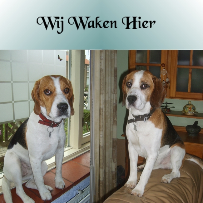 mijn lieve vriendjes!!
Baco en Tjibbe:)