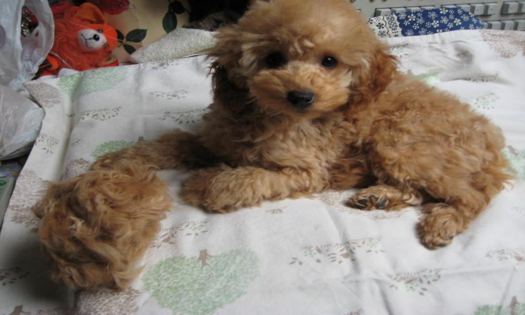 Pupje Whoopy voor de eerste keer geknipt.