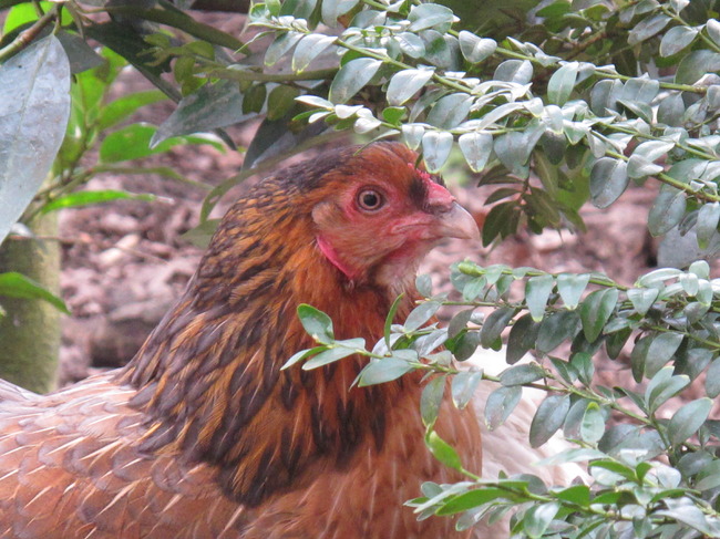 1 van onze kippen.