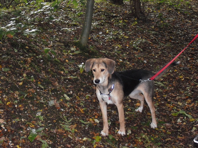 Dit is mijn kanjer van 6,5 maanden oud, DOENJA, ik heb er pas van eind aug. maar wil haar voor geen goud meer missen. Love You Girly