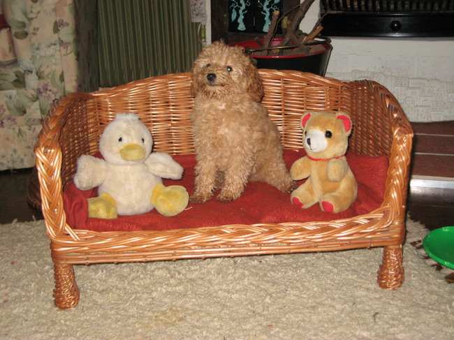 Whoopy Snoopy met favorite speelgoed op haar divan.