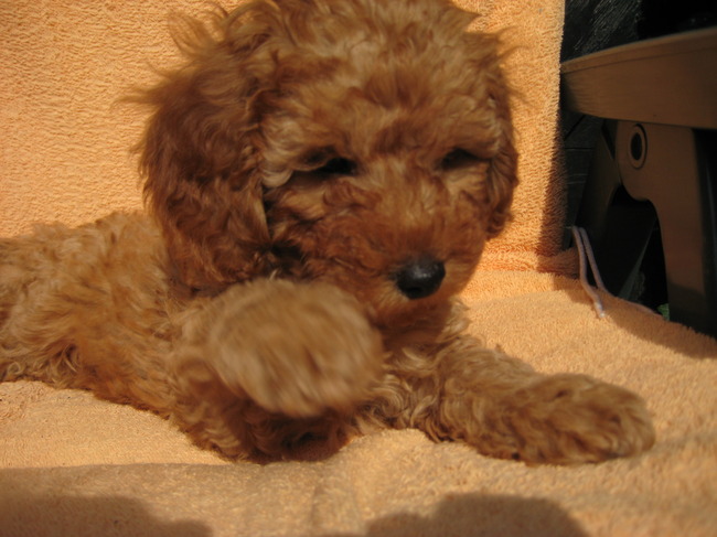 Poedel Sammy G kon al wuiven met poot. Hier 8 weken oud.