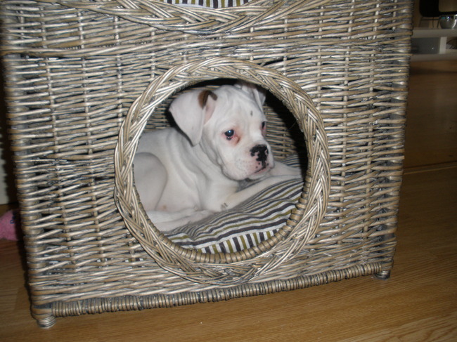 In het kattenhuisje pas ik nu nog wel