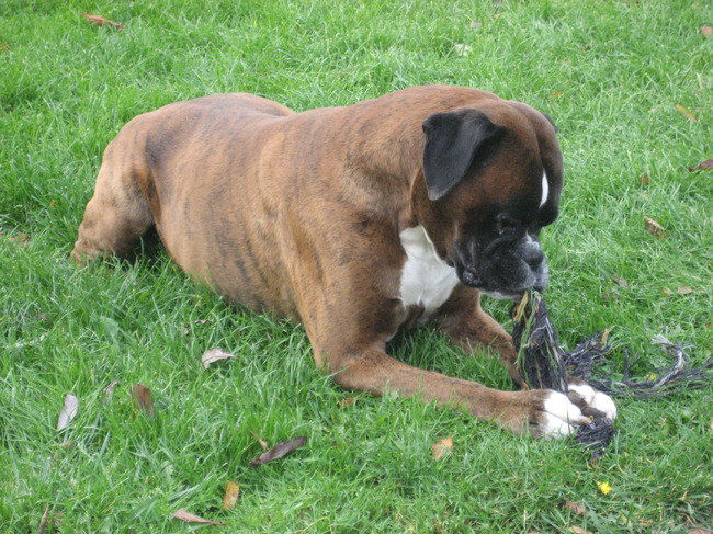 Ik speel graag met mijn touw!