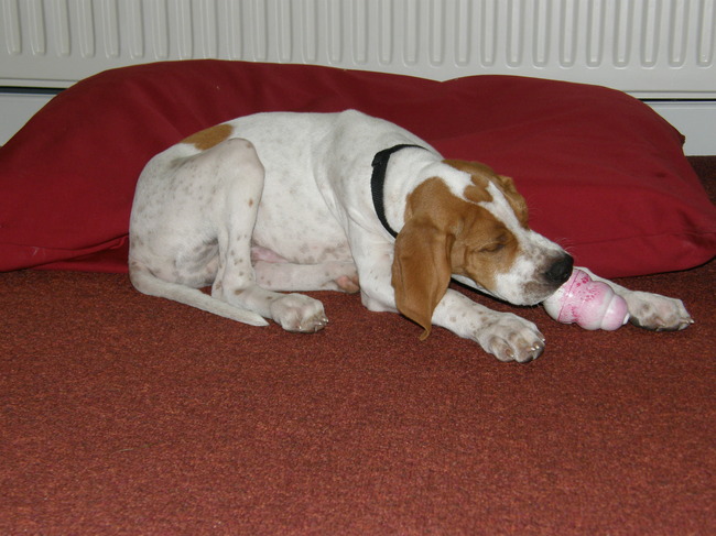 ik en mijn nieuwe puppy kong. 