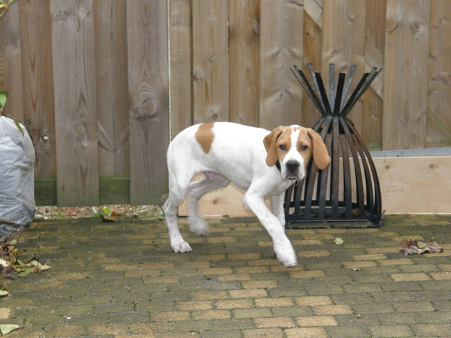 dus dit is nou de achtertuin