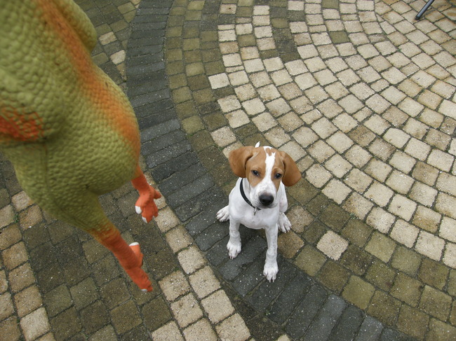 pppffff nou hou die kip maar