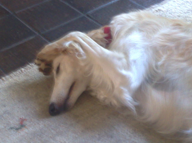 Gimme wil niets meer horen