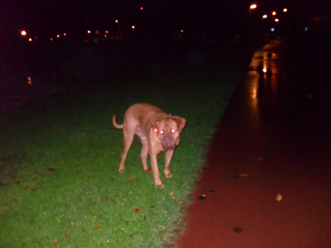 Rocky tijdens de vroege wandeling in het parkje achter onze flat