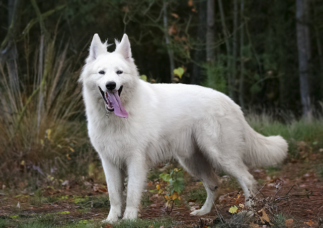 Meldo 2,5 jaar oud. Hij wordt echt een knappe vent!