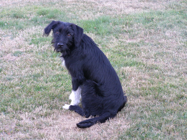 Pippin komt uit Bulgarije.
Ik heb haar sinds juli 2010
