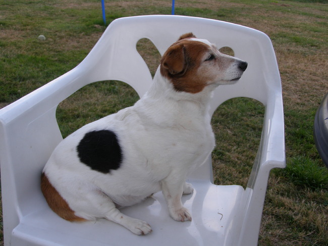 Dit is Mylo en is 14,5 jaar oud
Ze is een Jack Russel