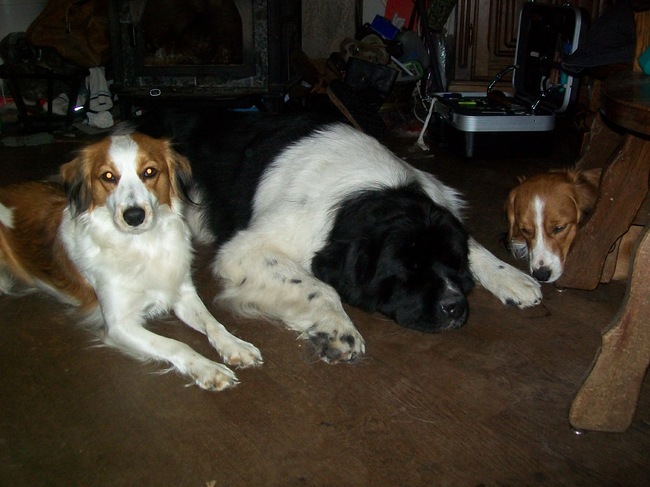 (v.l.n.r) roxie, reina en scotty