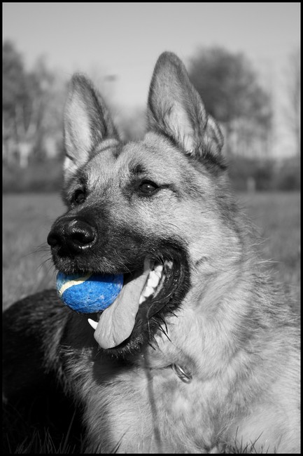 Dit is mijn lieve hond Rex.
Hij is een kruising tussen Duitse herder en Bouvier en is nu 4,5 jaar oud. Het liefst speelt ie lekker met een balletje of een, ligt hij lekker te luieren bij mij of mijn man. Ik hoop dat we nog heel lang van hem mogen genieten!