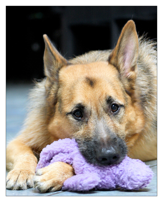 Met dierendag heeft hij een nieuwe Kong gekregen van me en was hier dan ook erg blij mee! Ik heb tussendoor wat foto's gemaakt 