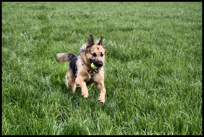 een van z'n favoriete bezigheden; lekker achter het balletje aanrennen