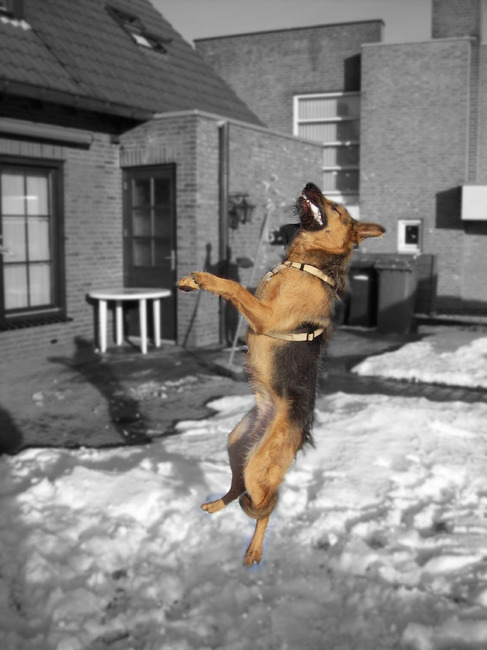 foto'tje van 2 jaar geleden. Rex vliegend door de lucht en net een sneeuwbal gevangen, wat een timing haha