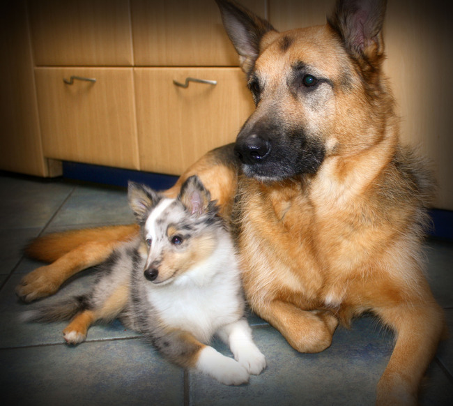 Rex, samen met Kira (sheltie pup van mijn schoonmoeder) Nu is hij een grote broer!