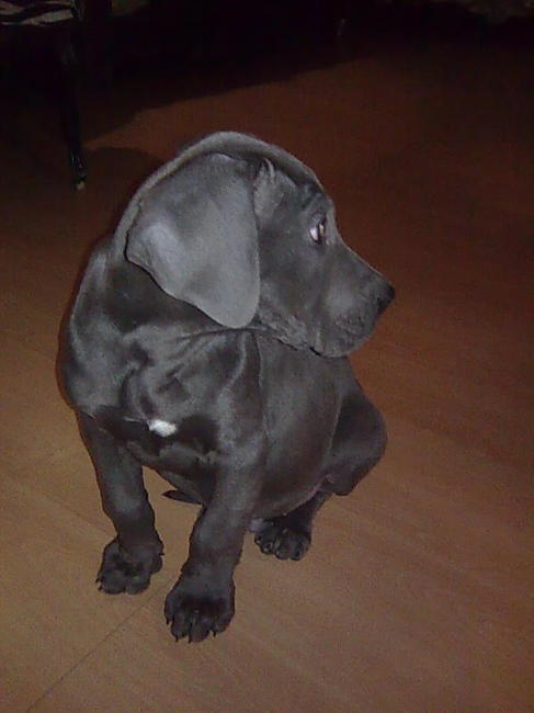 Plotseling zo ziek, Parvo!!
De volgende dag ben je overleden.