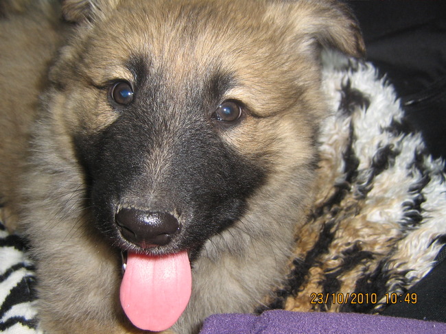 ik ben  bruno  n  mix  van australiseherdermoeder en vader n kruissing  mechelaar duitseherder..