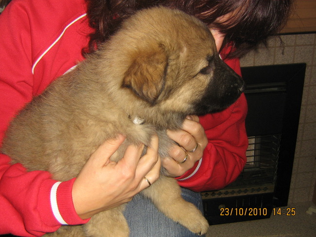 bruno  n heerlijk beest.. 10 weken nu
lief  ontdekkend en respectvol.. zeer leergierig  .. n echte chippendael...