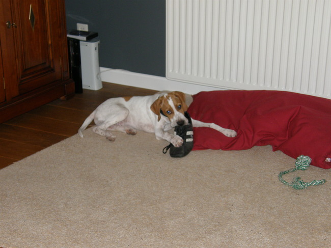oeps! betrapt. met de schoen van het baasje