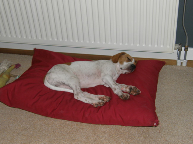 dood moe van al dat spelen