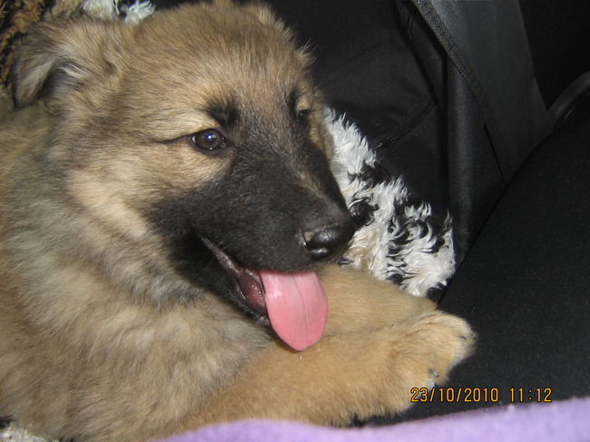 MN VROUWTJE VIND ME N CHIPPENDAEL  IK KROEL GRAAG MET IEDEREEN..