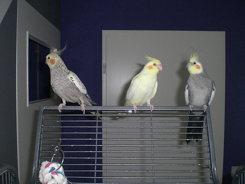 Onze drie birdies.
Hummer, Shanti en Pipo