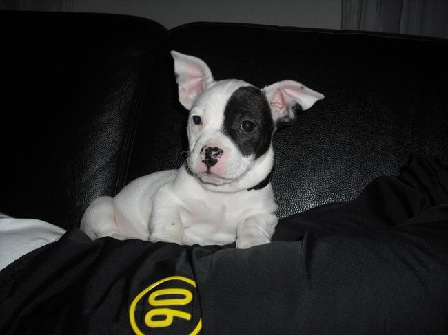 op schoot bij baasje 