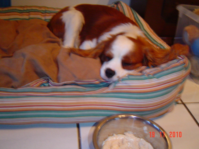 Slaapen en nog is slaapen (ik ben letterlijk zo ziek als een hond)