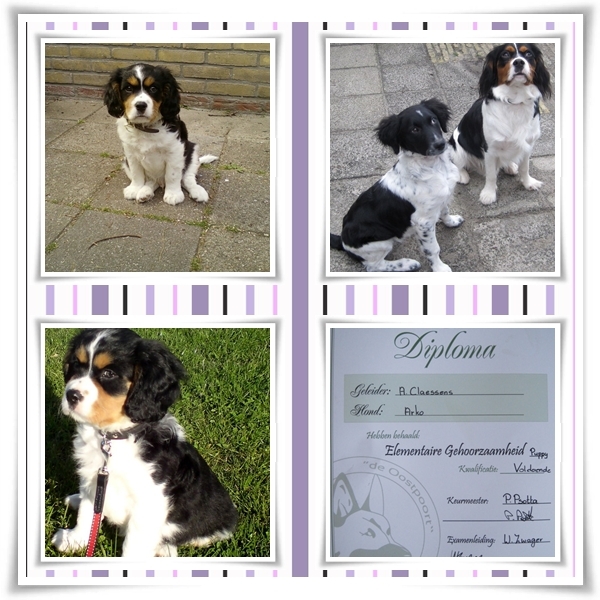 Gemaakt voor honde vriendje Arko