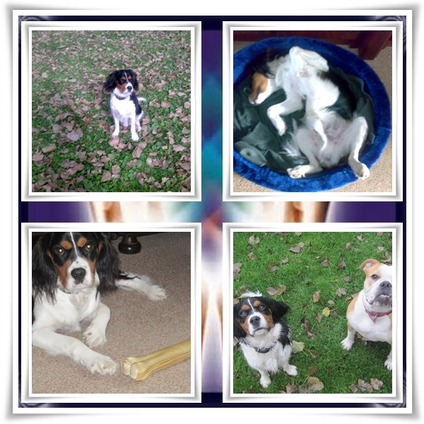 Gemaakt voor honde vriendje Arko