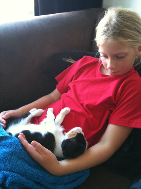 Shariva Heeft de oren van de moeder,s de kop gezeurd om ook zo,n hondje als Binky .