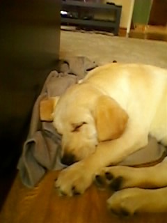 Puppy's moeten veel slapen :-)