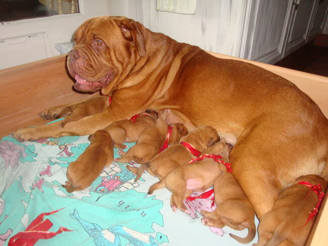 Dit is onze Bordeaux Dog Chicca met haar recent geboren eerste nestje…