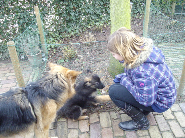 De eerste   kennis making tussen Rosie en Ziva. Onder toeziend oog van m'n oudste dochter Christel