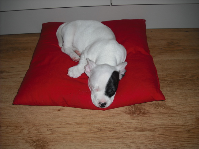 Lekker aan het slapen...