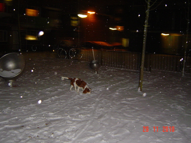 Binky de sneeuw schuiver hahaha.hij vint het helemaal geweldig de sneeuw.