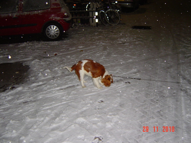 He waar is mijn sneeuw bal nauw,hij moet hier ergens zijn .hahaha