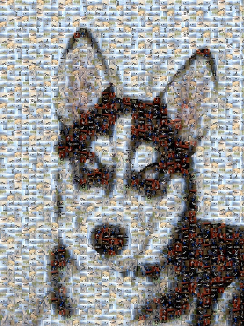 een Skippa mozaiek van allemaal Skippa foto's!