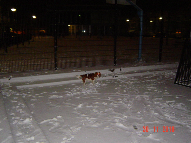 Hallo hier ben ik ,pak me dan als je kan hahaha.jullie hadden het toch koud,ik heb het niet kou hoor ben toch sneller dan me baasjes .