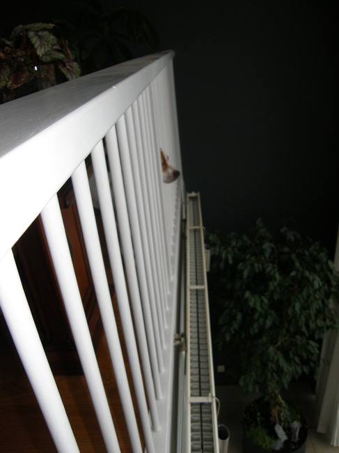 naar de vogeltjes buiten kijken