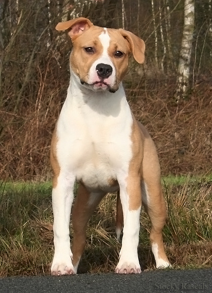 Gang Staff Australian Dream - Imp. Polen (09-07-2009) Hd-D / Ataxia Clear / DNA