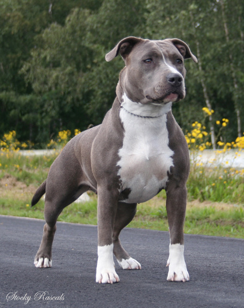 Stocky Rascals Fatal Love (11-05-2006)