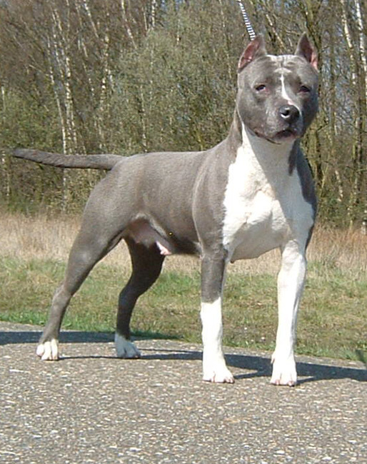 Sam's Sonny Mountain AC - Imp. Oostenrijk (14-06-2000)