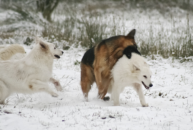 Precious houdt wel van een beetje leedvermaak ;-)