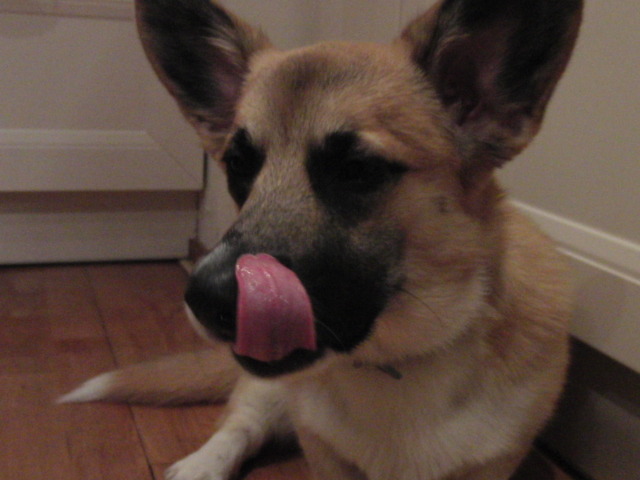 Midas vind het moeilijk om normaal op de foto te staan :)