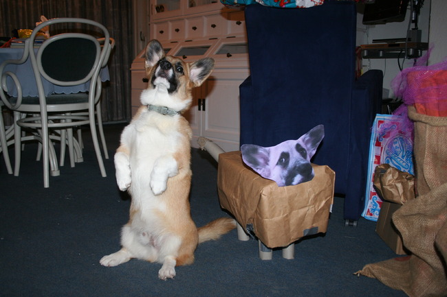 Wij vonden hem niet zo mooi maar midas was er helemaal trots op!