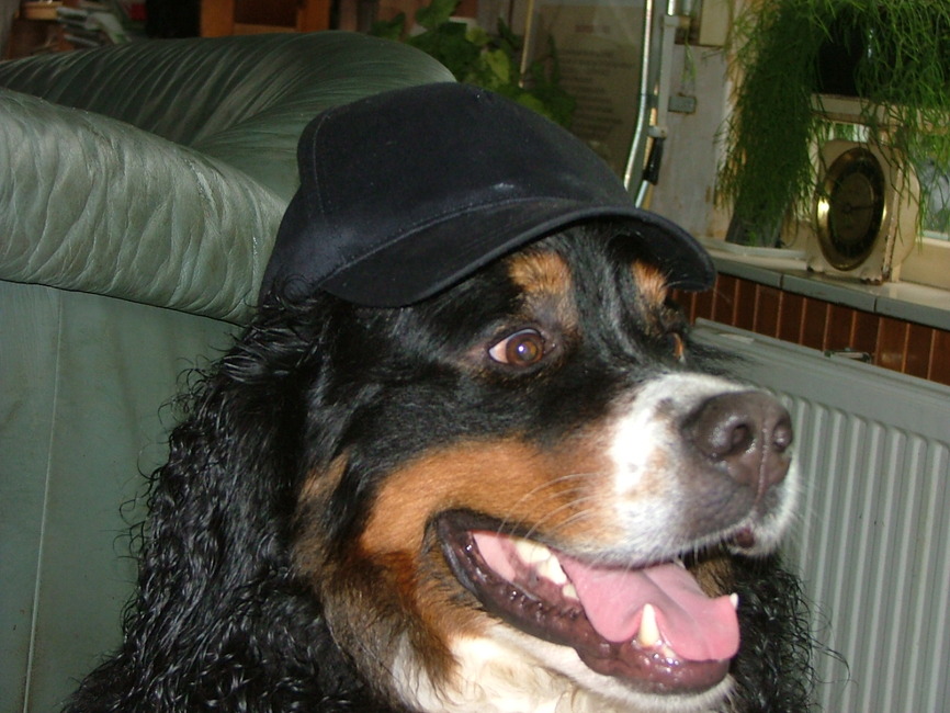 Ik heb heel wat petten opgehad in mijn korte leven.